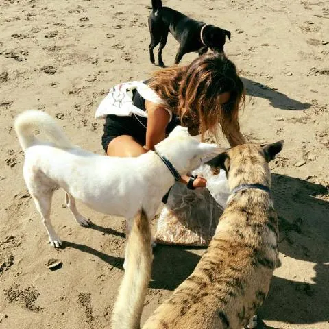 DONATE | DOG FOOD for I LOVE BALI DOGS for 1 week
